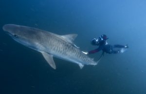 fred buyle freediving with a 4m tiger shark in south africa